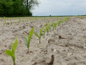 Kukurydza Farmsaat Farmezzo i sm Vistula