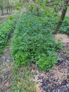 Podagrycznik lekarski