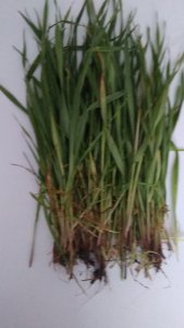 Pomocy takie chwasty mam w pszenicy ozimej 