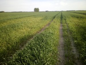 Przepał w pszenżycie