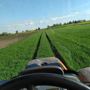 Pszenica Comandor 17.05