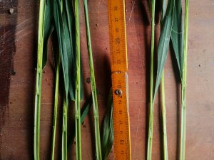 Pszenica delwar i euforia