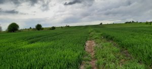 Pszenica Desamo Przebarwienia