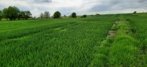 Pszenica Desamo Przebarwienia