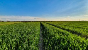 Pszenica Euforia 14.05