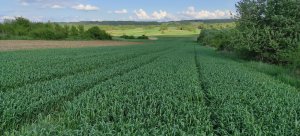 Pszenica IS Spirella