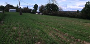 Pszenica jara Mandaryna