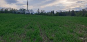 Pszenica Kilimandżaro 