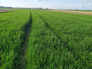 Pszenica Kilimanjaro