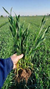 pszenica LG jutta 15.05.2021