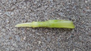 pszenica LG jutta 15.05.2021klos