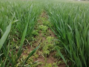 Pszenica ozima Arkadia