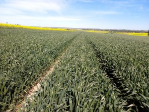 Pszenica ozima Delawar