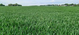 Pszenica ozima Galerist 