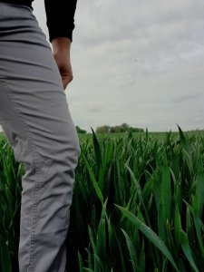 Pszenica ozima Galerist 