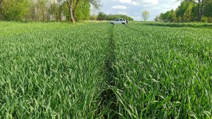 Pszenica ozima Hondia