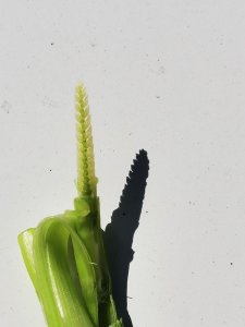 Pszenica ozima hybrydowa SU HYMALAYA F1