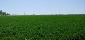 Pszenica ozima hybrydowa SU HYMALAYA F1