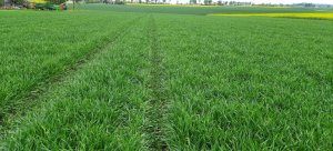 Pszenica ozima Julius 