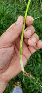 Pszenica ozima Julius