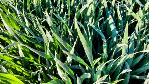 Pszenica ozima LG Jutta 15.05.2021