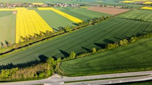 Pszenica ozima RGT Metronom, LG Jutta, SU Mangold, RGT Provision - 15.05.2021
