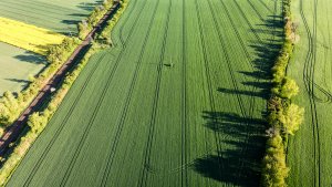 Pszenica ozima RGT Metronom, LG Jutta, SU Mangold, RGT Provision - 15.05.2021