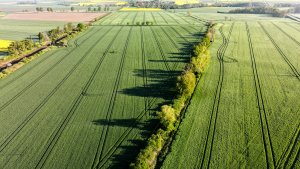 Pszenica ozima RGT Metronom, LG Jutta, SU Mangold, RGT Provision - 15.05.2021