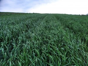 Pszenica ozima Rotax