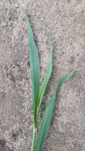 Pszenica ozima Tacitus 