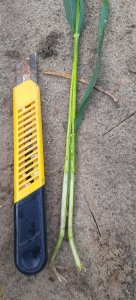 Pszenica ozima Tacitus