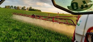 Pszenica ozima Tacitus