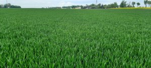 Pszenica ozima Tacitus