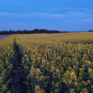 Rzepak Chrobry 17.05