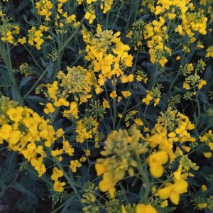 Rzepak Chrobry 17.05