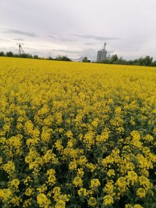 Rzepak Gemini 18-05-2021