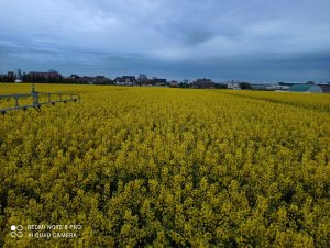 Rzepak KWS Feliciano 