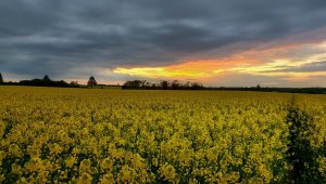 rzepak LG ambasador 14.05.2021