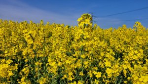 rzepak LG architekt 15.05.2021