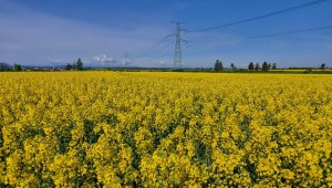 rzepak LG architekt 15.05.2021