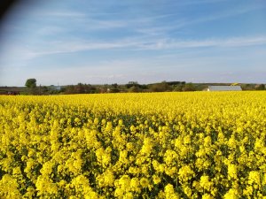 Rzepak Ozimy Ambassador