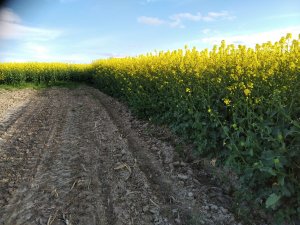 Rzepak Ozimy Ambassador