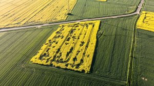 Rzepak ozimy LG Ambassador - 15.05.2021