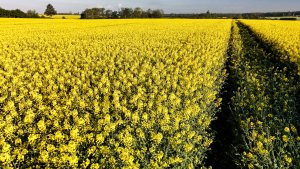 Rzepak ozimy LG Ambassador - 15.05.2021