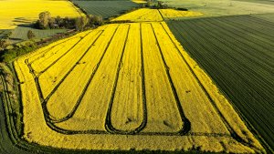 Rzepak ozimy LG Ambassador - 15.05.2021