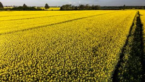 Rzepak ozimy LG Ambassador - 15.05.2021