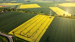 Rzepak ozimy LG Architekt - 15.05.2021