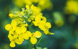 Słodyszki rzepakowe