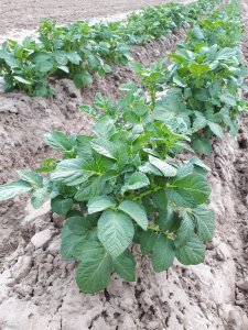 Ziemniaki wczesne Lord