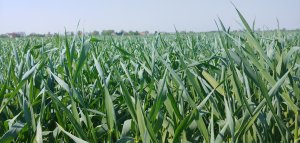 Żyto hybrydowe SU NASRI F1